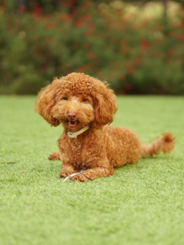 Top 8 Toy Dog Breeds That Don't Shed