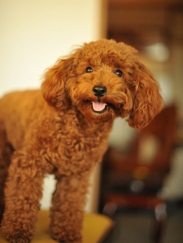 Top 8 Most Intelligent Toy Dog Breeds