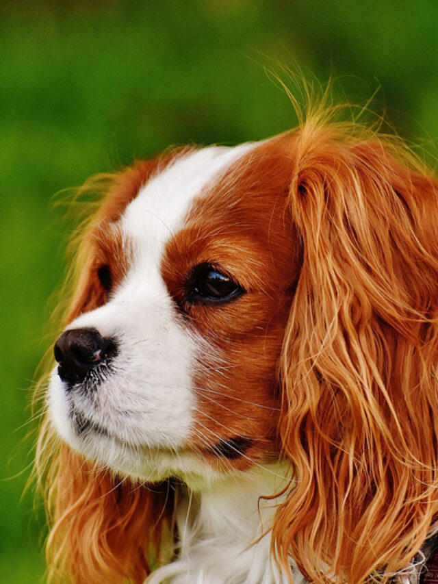 Top 8 Small Dog Breeds That Are Calm