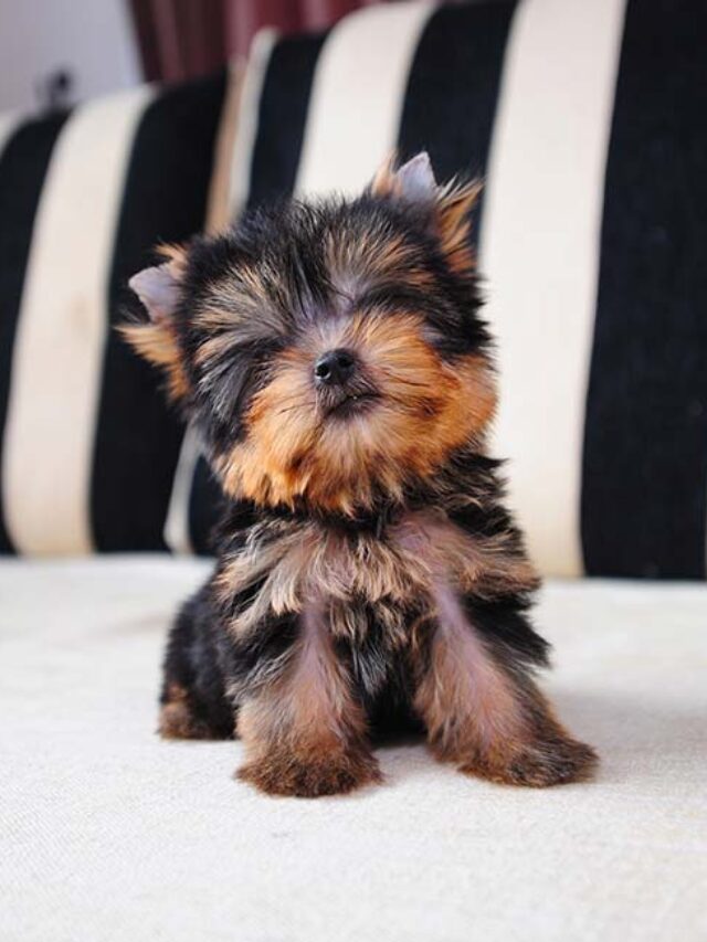 Top 5 Mini Toy Dog Breeds