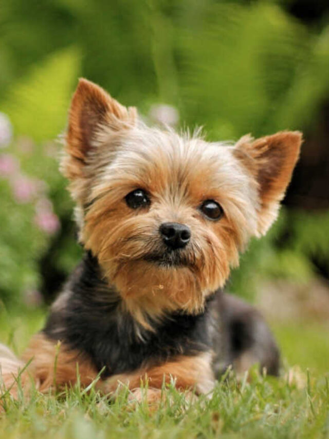 Top 8 Toy Dog Breeds That Stay Puppy-Sized Forever