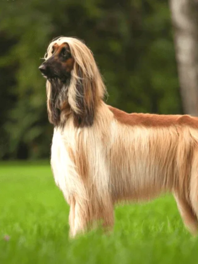 Top 8 Hypoallergenic Large Dog Breeds