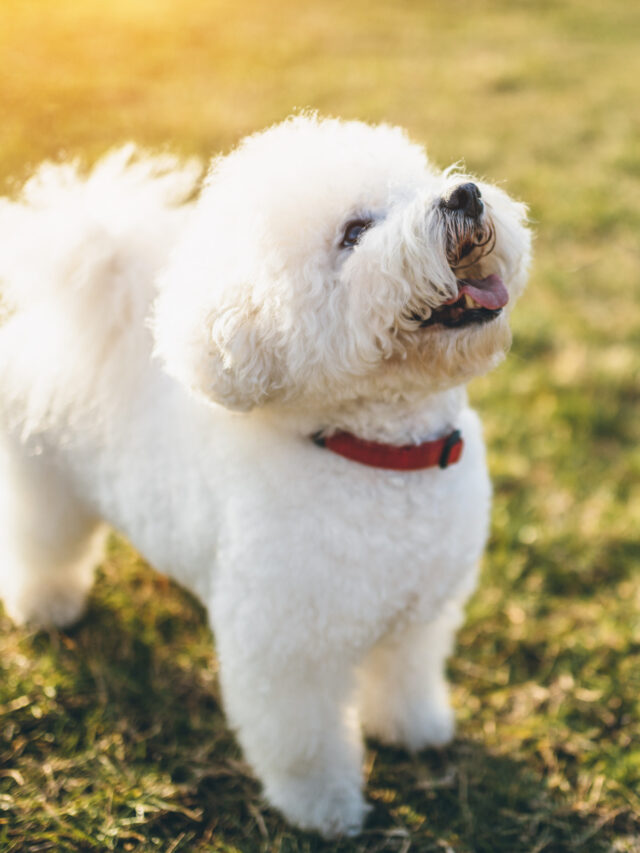 Top 8 Best Behaved Small Dogs