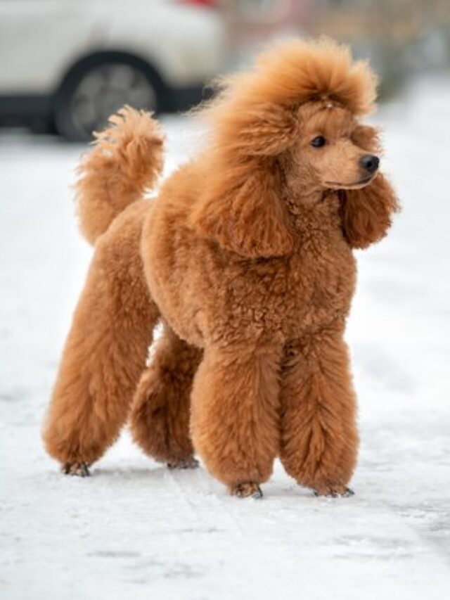 Top 8 Dogs That Have Hair Not Fur