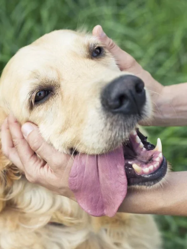 Top 5 Most Affectionate Dog Breeds