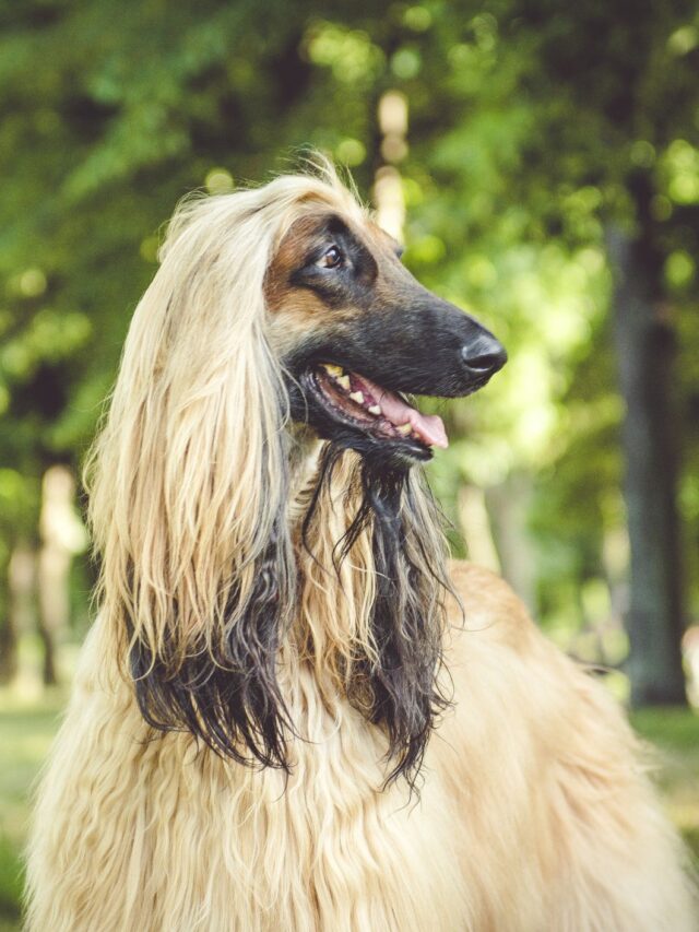 Top 8 Large Dog Breeds With Long Hair