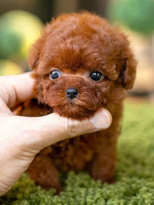 Top 8 Cutest Puppies In The World
