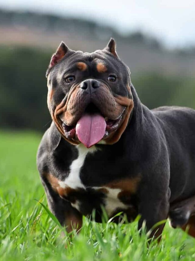 Top 8 Largest Pitbull Breeds