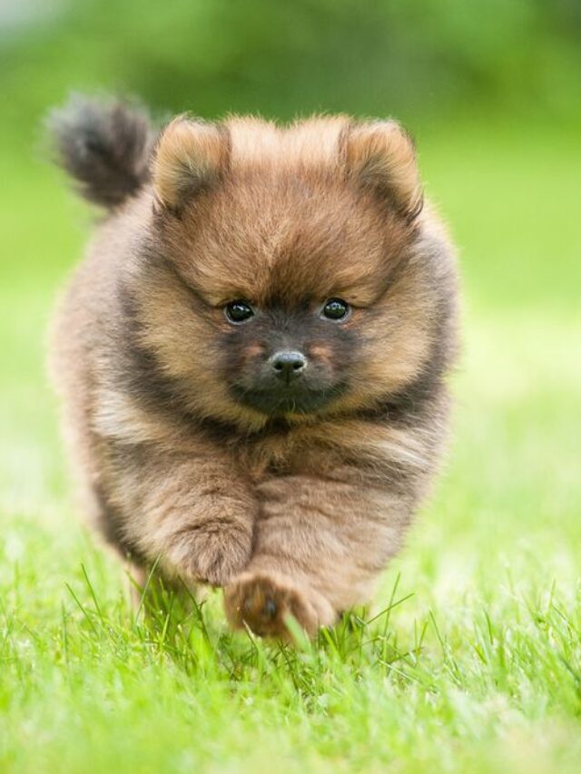 Top 8 Fluffy Smallest Dogs in the World