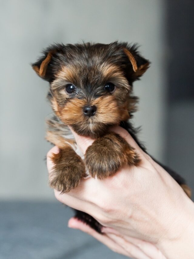 Top 8 Small Dog Breeds As Puppies