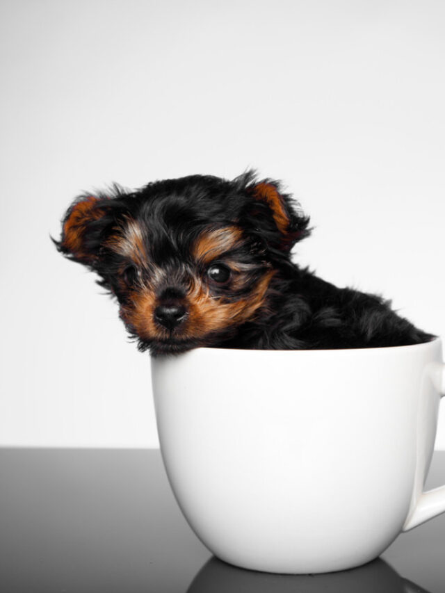 Top 8 Tiny Dog Breeds That Stay Small